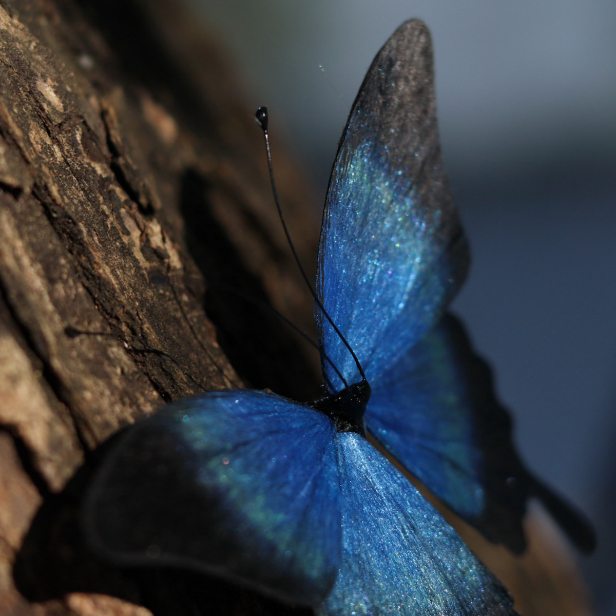 Handmade Butterfly Wing Brooch & Hairpiece – Silk Thread Ronghua Jewelry Inspired by Butterflies in Nature, Artisan Wearable Art & Meaningful Gift